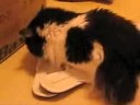 Cat goes Crazy for Footwear!