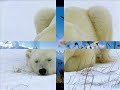Cute animals.