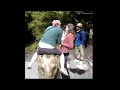 Zoo Elephant