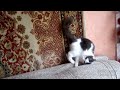 Paws Want To Run, But The Cat Resists (непослушные лапы)