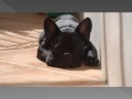 BULLDOG FRANCES DESTRUCTOR.............