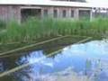 A Pond and Peacocks