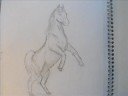 My drawings My drawings