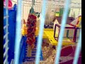 Saetta e pisolo criceti hamsters Saetta e pisolo criceti hamsters