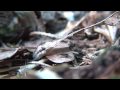 formica aquilonia, ant kingdom
