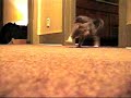 Kitten Attack Kitten Attack