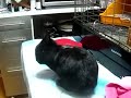 ブラ男扉を開ける