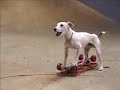 See Video