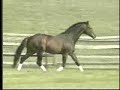 Horses-Smack That