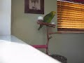 Papagaio Double Yellow Head Talking Parrot