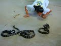 snake-charmer-kisses-king-cobra-51-times-in-world-record.html