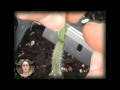 Grafting of Tomato Plants