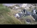 magellanic penguins at gypsy cove falkland islands 