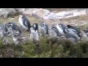 magellanic penguins at gypsy cove falkland islands 