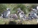 magellanic penguins at gypsy cove falkland islands 