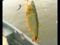 Pesca de dorados en Concordia, Entre Rios Pesca de dorados en Concordia, Entre Rios