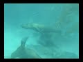 Dance of the Sea Lions Dance of the Sea Lions