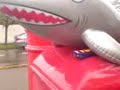 Si Shark Yorkie