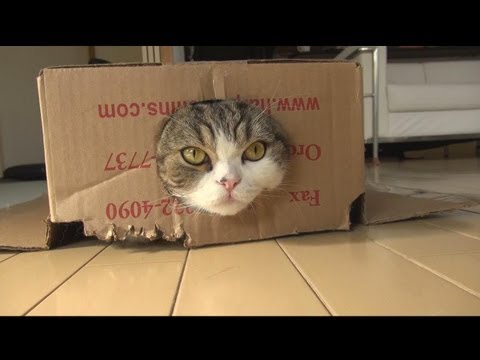 The Best Of Maru 2011