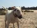 Bull Terrier Snoet & Roxy