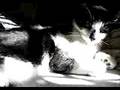 videos de Badger Lacks the Will to Go On