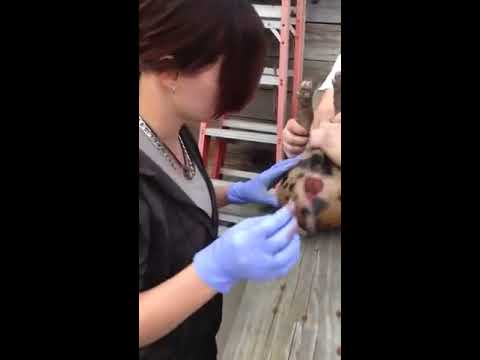castration