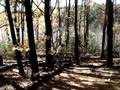 Logs 2