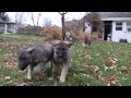 Training 8 week old ISSR Shiloh Shepherd Puppies