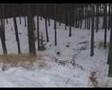 Scènes de chasse / Sangliers