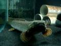 videos de 160g 1st dec 08.MPG