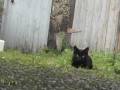 CATS, DONALD FAGEN, Morph The Cat, {smokey jazz}