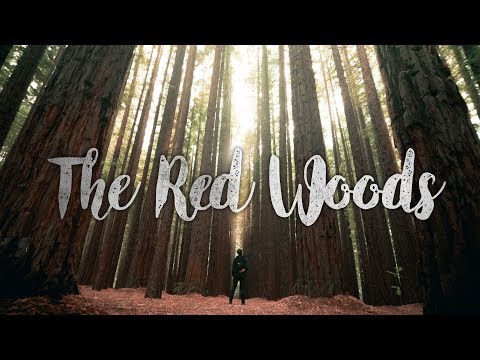 Melbourne – Warburton – Enter the red woods| Sony a7iii test