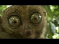 Bekijk muziek clip van Quasimoto met I Am Confused