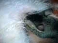 amores perros gato y perra madre e hijo