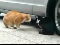 Parodia - pareja de gatos discutiendo