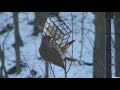Nothern Flicker and male Downy Woodpecker
