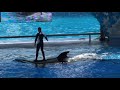 Killer whale kills trainer at Orlando's Sea World:-( -Dawn Brancheau Rip- .mpg