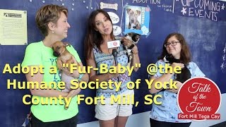 HOW TO HELP THE HUMANE SOCIETY YORK COUNTY