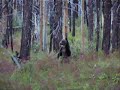 Bear 66 Grizzley Cubs Banff National Park 2005
