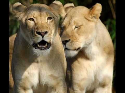 ulihedi - Slideshow of African lions, lionesses and lion cubs, audio The Empress Of African Song, Mama Africa, Miriam Makeba singing *Mbube* (The Lion Cries) 1960.