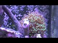 Frogspawn Coral Frogspawn Coral