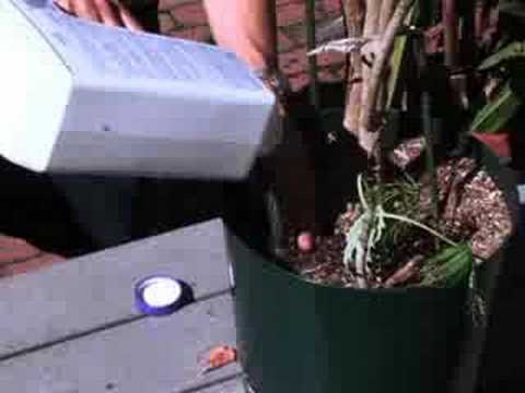 Winterizing houseplants