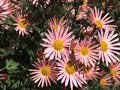 Winterizing houseplants