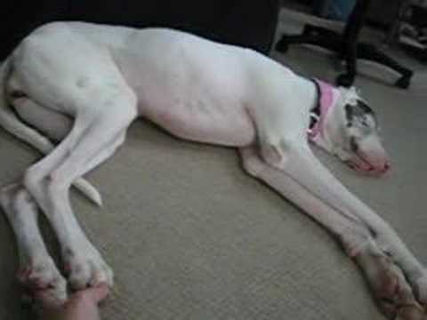 Great Dane Running in Sleep Wakes Up