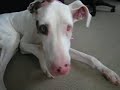 Great Dane Running in Sleep Wakes Up Great Dane Running in Sleep Wakes Up