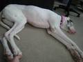 Great Dane Running in Sleep Wakes Up