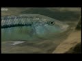 Bizarre Parents - Battle of the Sexes in the Animal World - BBC
