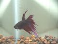 Crown Tail Betta