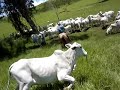 Lida no Campo 083.mpg
