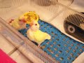 Handfeeding Baby Lovebirds